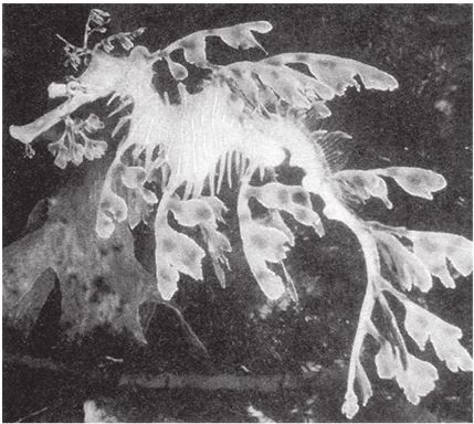 Иллюстрация к книге — Восхождение на гору Невероятности [i_005.jpg]