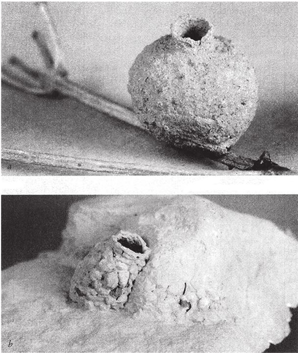 Иллюстрация к книге — Восхождение на гору Невероятности [i_007.jpg]