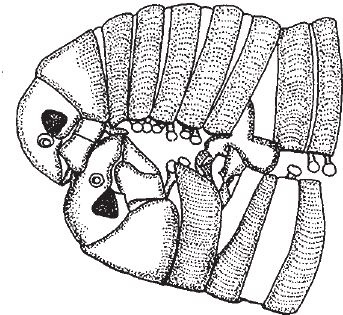 Иллюстрация к книге — Восхождение на гору Невероятности [i_012.jpg]