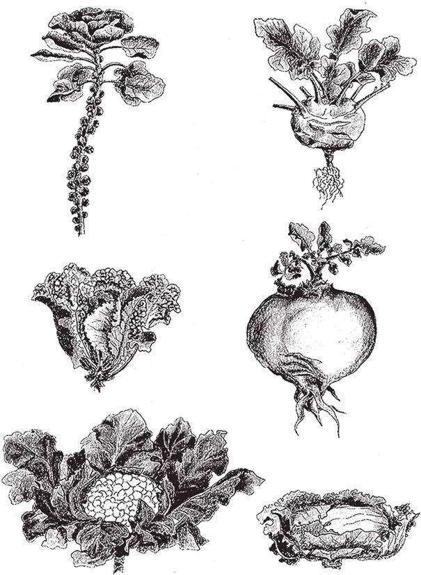 Иллюстрация к книге — Восхождение на гору Невероятности [i_015.jpg]