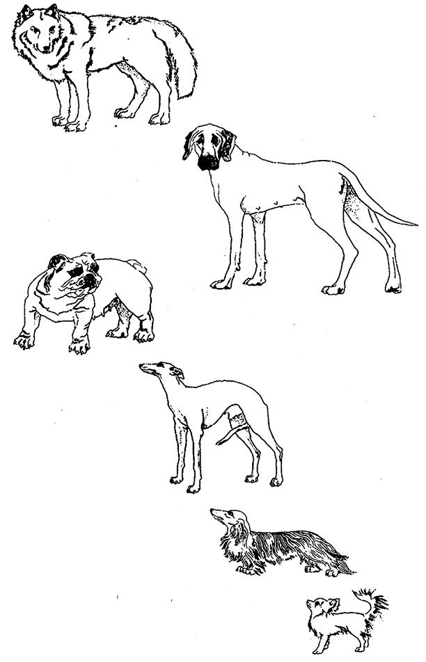 Иллюстрация к книге — Восхождение на гору Невероятности [i_016.jpg]