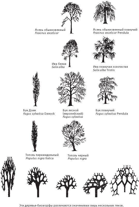 Иллюстрация к книге — Восхождение на гору Невероятности [i_018.jpg]