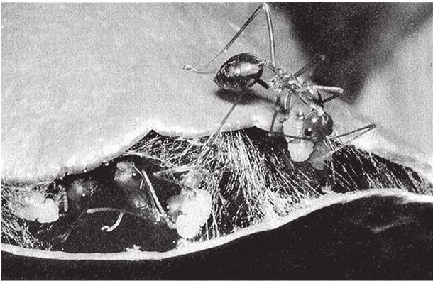 Иллюстрация к книге — Восхождение на гору Невероятности [i_020.jpg]