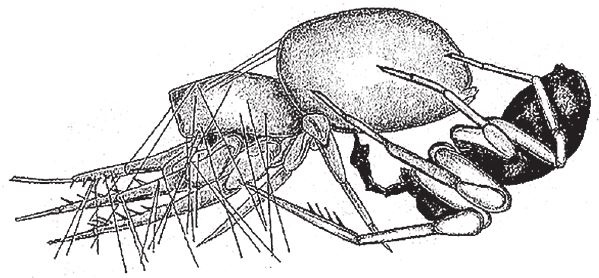 Иллюстрация к книге — Восхождение на гору Невероятности [i_023.jpg]