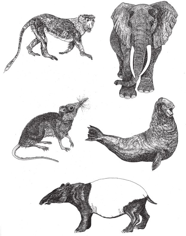 Иллюстрация к книге — Восхождение на гору Невероятности [i_034.jpg]