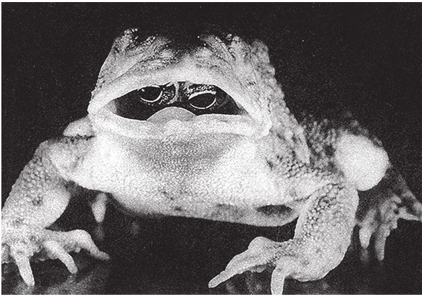 Иллюстрация к книге — Восхождение на гору Невероятности [i_035.jpg]