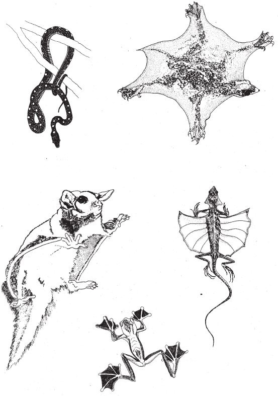 Иллюстрация к книге — Восхождение на гору Невероятности [i_039.jpg]