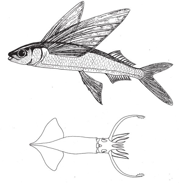 Иллюстрация к книге — Восхождение на гору Невероятности [i_040.jpg]