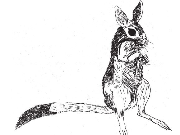 Иллюстрация к книге — Восхождение на гору Невероятности [i_041.jpg]