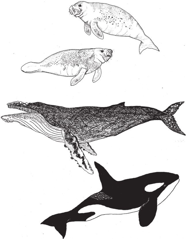 Иллюстрация к книге — Восхождение на гору Невероятности [i_042.jpg]