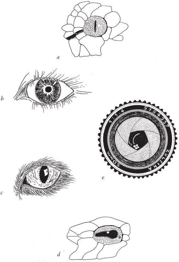 Иллюстрация к книге — Восхождение на гору Невероятности [i_058.jpg]