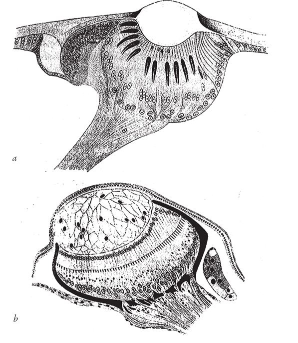 Иллюстрация к книге — Восхождение на гору Невероятности [i_059.jpg]