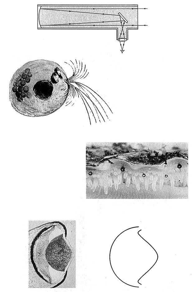 Иллюстрация к книге — Восхождение на гору Невероятности [i_061.jpg]