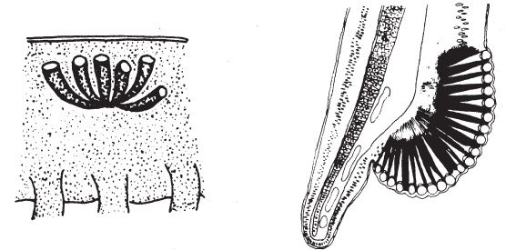 Иллюстрация к книге — Восхождение на гору Невероятности [i_067.jpg]