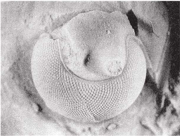 Иллюстрация к книге — Восхождение на гору Невероятности [i_071.jpg]