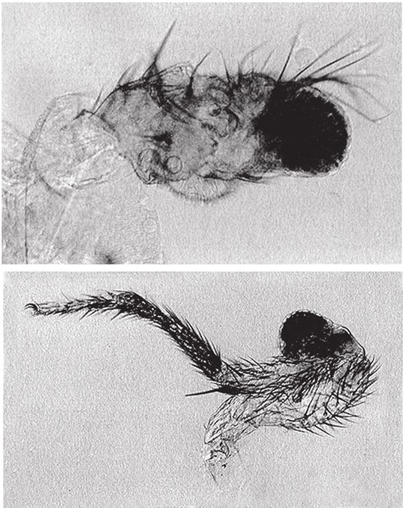 Иллюстрация к книге — Восхождение на гору Невероятности [i_073.jpg]