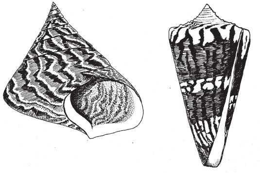 Иллюстрация к книге — Восхождение на гору Невероятности [i_088.jpg]