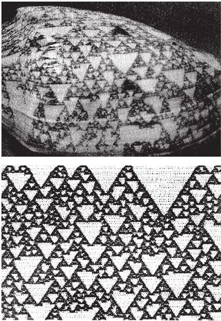 Иллюстрация к книге — Восхождение на гору Невероятности [i_091.jpg]
