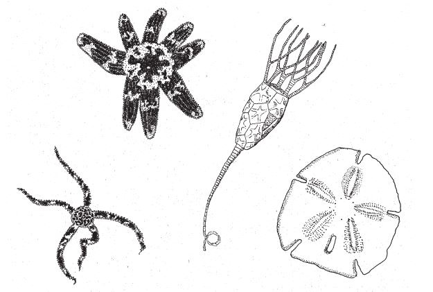 Иллюстрация к книге — Восхождение на гору Невероятности [i_100.jpg]