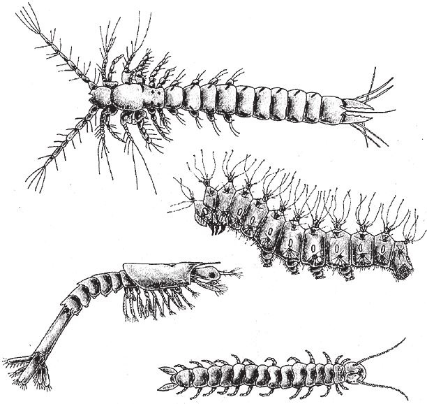 Иллюстрация к книге — Восхождение на гору Невероятности [i_102.jpg]