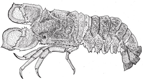 Иллюстрация к книге — Восхождение на гору Невероятности [i_110.jpg]