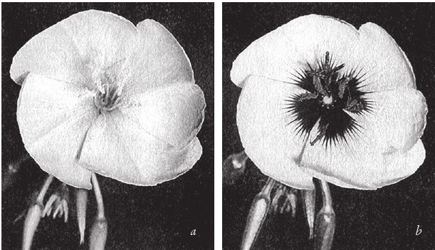 Иллюстрация к книге — Восхождение на гору Невероятности [i_112.jpg]