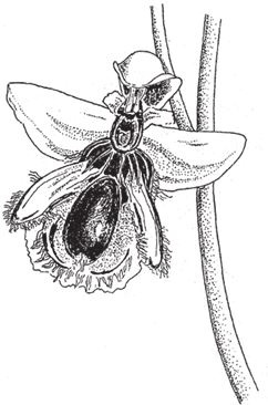 Иллюстрация к книге — Восхождение на гору Невероятности [i_113.jpg]