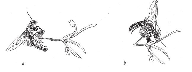 Иллюстрация к книге — Восхождение на гору Невероятности [i_114.jpg]