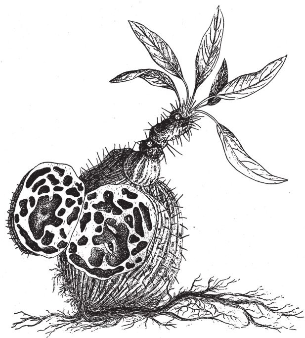 Иллюстрация к книге — Восхождение на гору Невероятности [i_115.jpg]