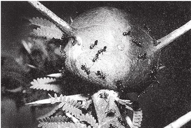 Иллюстрация к книге — Восхождение на гору Невероятности [i_116.jpg]