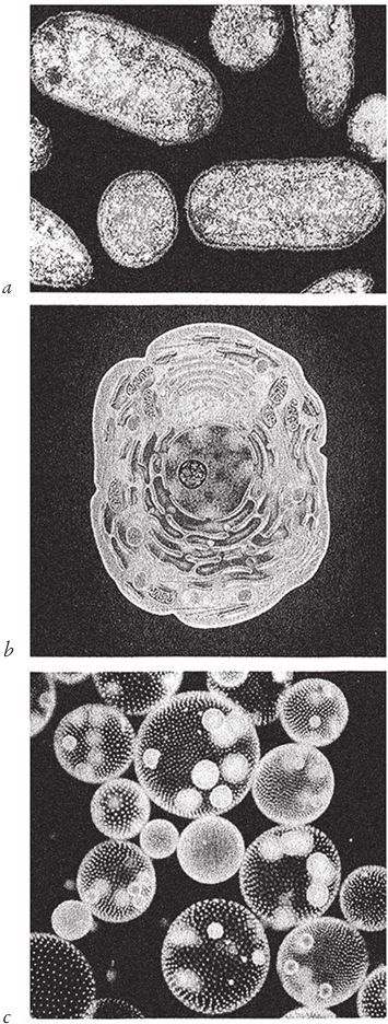 Иллюстрация к книге — Восхождение на гору Невероятности [i_120.jpg]
