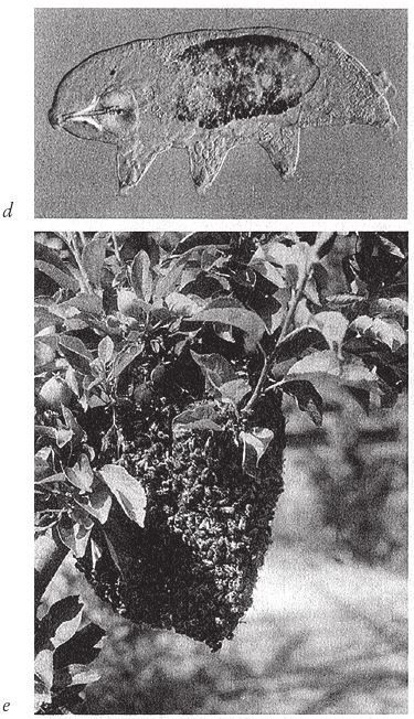 Иллюстрация к книге — Восхождение на гору Невероятности [i_121.jpg]