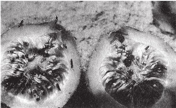 Иллюстрация к книге — Восхождение на гору Невероятности [i_125.jpg]