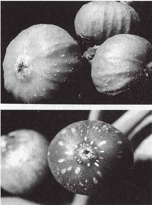 Иллюстрация к книге — Восхождение на гору Невероятности [i_126.jpg]