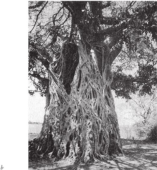 Иллюстрация к книге — Восхождение на гору Невероятности [i_128.jpg]