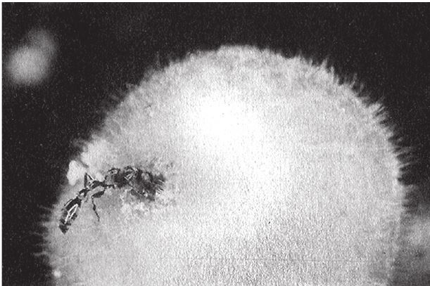 Иллюстрация к книге — Восхождение на гору Невероятности [i_129.jpg]