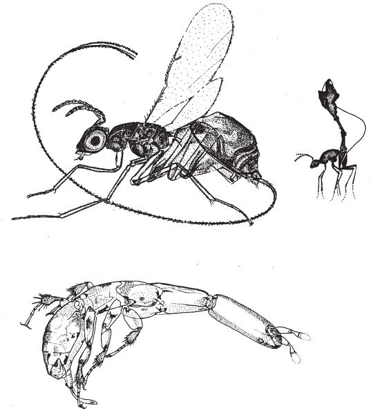 Иллюстрация к книге — Восхождение на гору Невероятности [i_131.jpg]