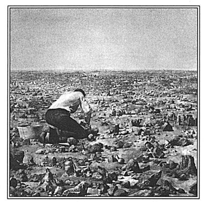 Иллюстрация к книге — Игры тестостерона и другие вопросы биологии поведения [i_021.jpg]