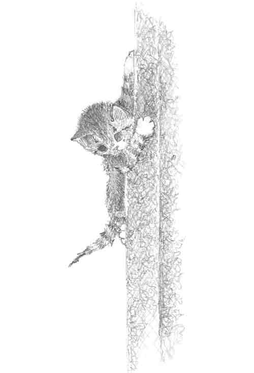 Иллюстрация к книге — Котенок Сэмми, или Семья для крохи [block_001144102.jpg]