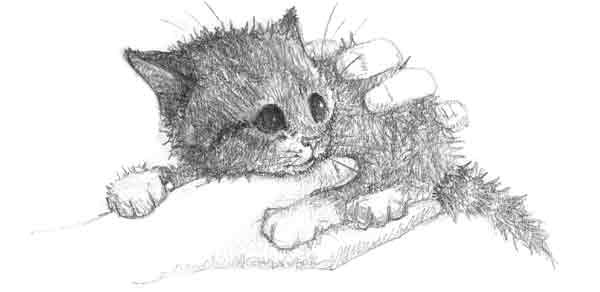 Иллюстрация к книге — Котенок Сэмми, или Семья для крохи [block_001144103.jpg]