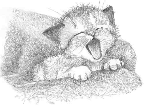 Иллюстрация к книге — Котенок Сэмми, или Семья для крохи [block_001144135.jpg]