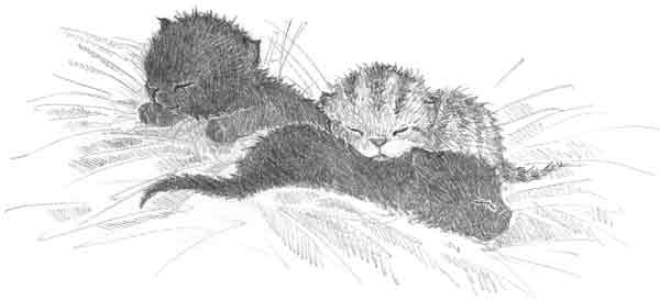 Иллюстрация к книге — Котенок Сэмми, или Семья для крохи [block_00114446.jpg]