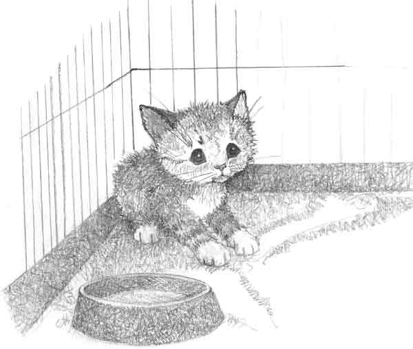 Иллюстрация к книге — Котенок Сэмми, или Семья для крохи [block_00114484.jpg]