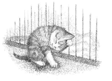 Иллюстрация к книге — Котёнок Чарли, или Хвостатый бродяга [i_006.jpg]