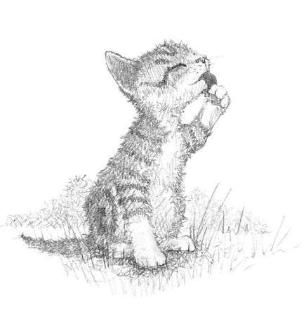 Иллюстрация к книге — Котёнок Чарли, или Хвостатый бродяга [i_016.jpg]