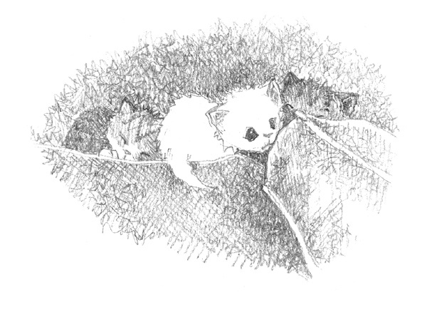 Иллюстрация к книге — Котёнок Стенли, или Настоящий клад [block_00114452.jpg]