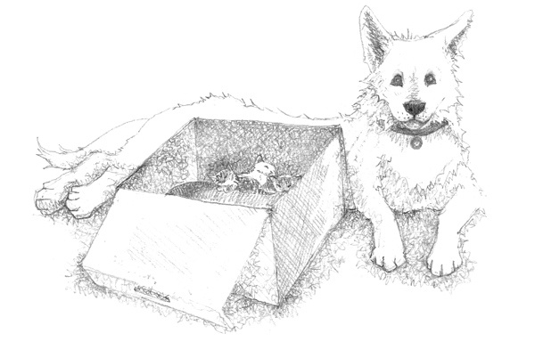 Иллюстрация к книге — Котёнок Стенли, или Настоящий клад [block_00114469.jpg]