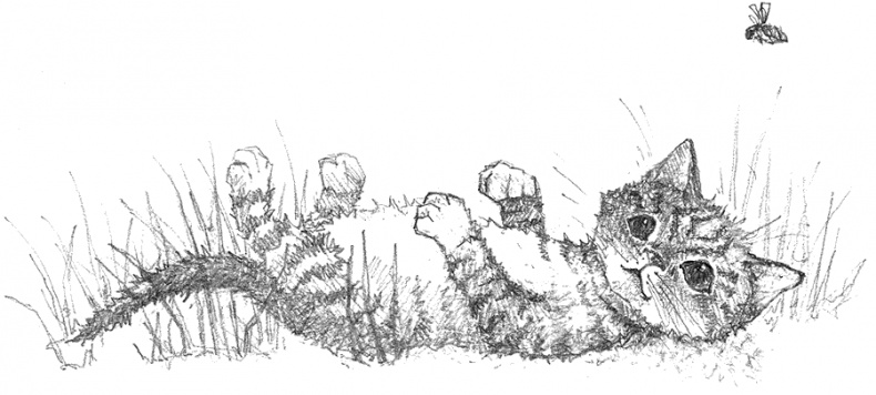 Иллюстрация к книге — Котёнок Тигр, или Искатель приключений [i_001.jpg]