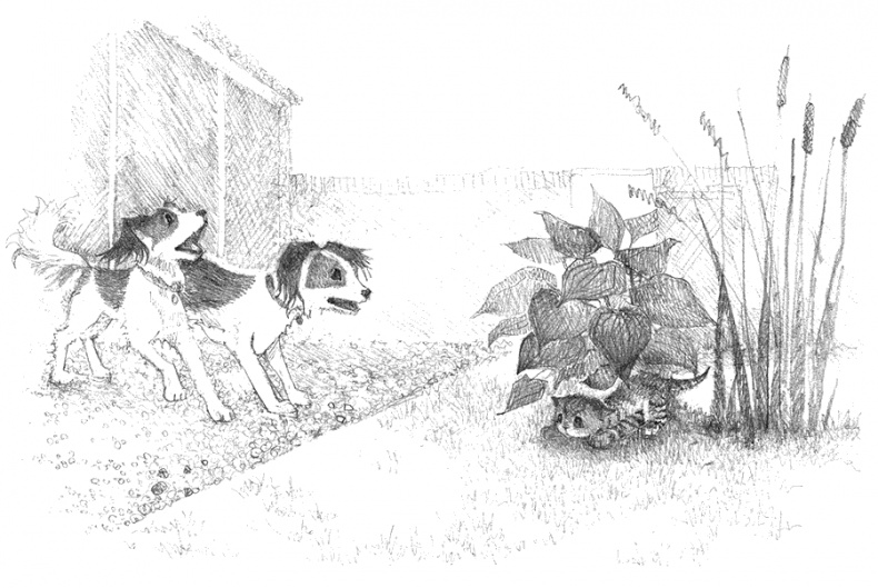 Иллюстрация к книге — Котёнок Тигр, или Искатель приключений [i_025.jpg]