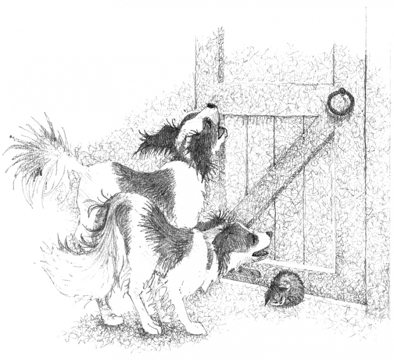 Иллюстрация к книге — Котёнок Тигр, или Искатель приключений [i_028.jpg]